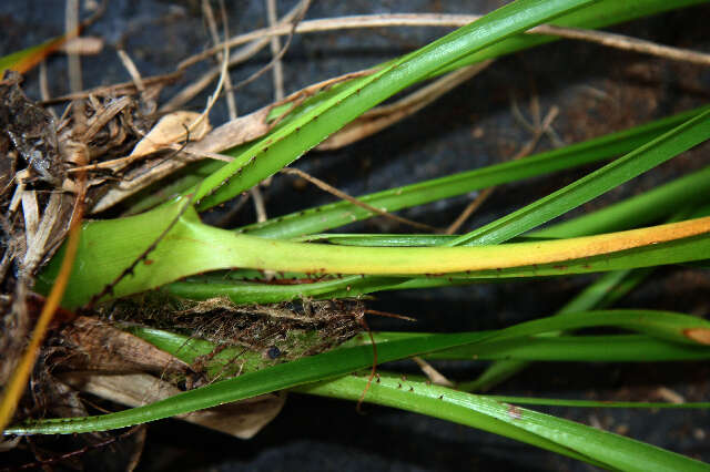 Image of Pitcairnia calcicola J. R. Grant & J. F. Morales