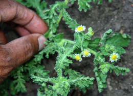 Image of Asteraceae