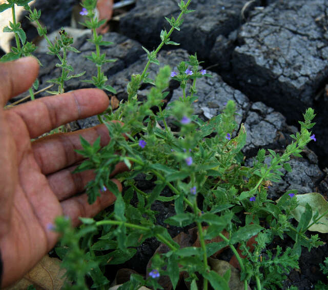 Слика од Stemodia durantifolia (L.) Sw.