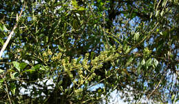 Image of Plantae