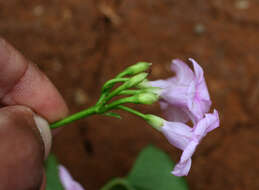 Image of Ipomoea