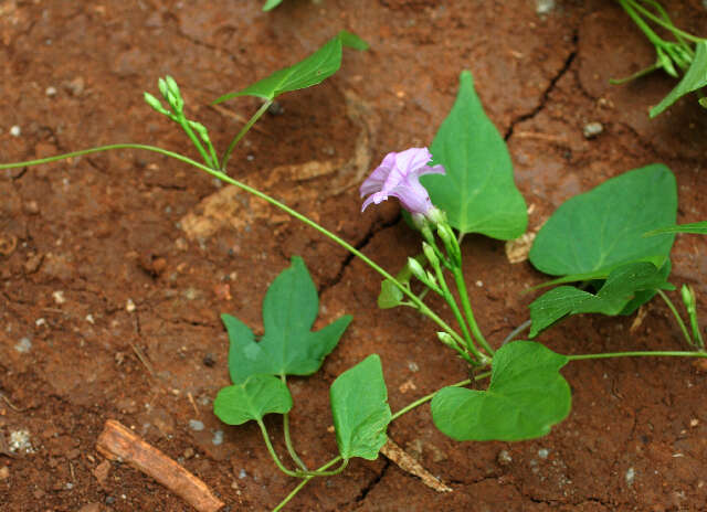 Image of Ipomoea
