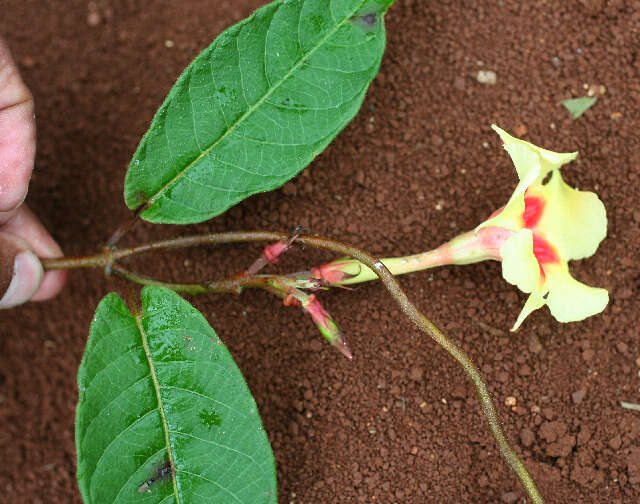 Image of Mandevilla hirsuta (Richard) Malme