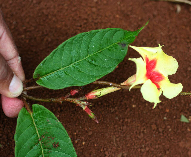 Image of Mandevilla hirsuta (Richard) Malme