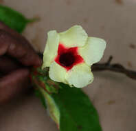 Image of Mandevilla hirsuta (Richard) Malme