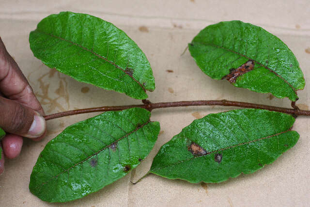 Image of Mandevilla hirsuta (Richard) Malme