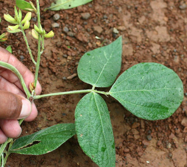 Image of Rhynchosia calycosa Hemsl.