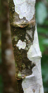 Imagem de Acalypha macrostachya Jacq.