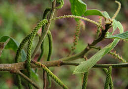 Imagem de Acalypha macrostachya Jacq.