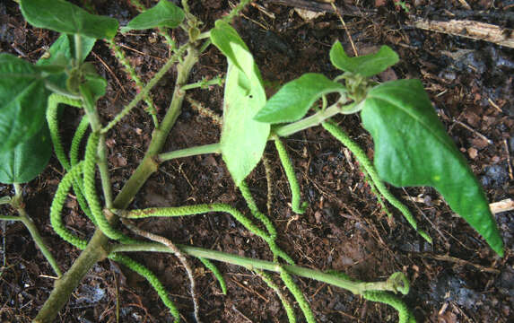 Imagem de Acalypha macrostachya Jacq.