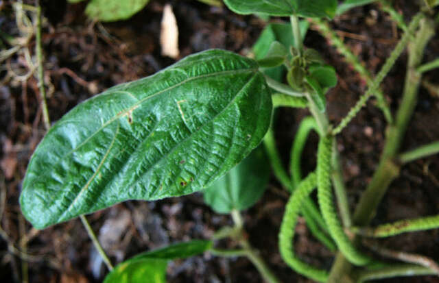 Imagem de Acalypha macrostachya Jacq.