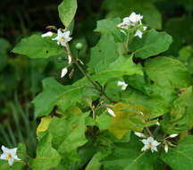 Image of Solanum
