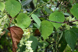 Image of Cissampelos tropaeolifolia DC.