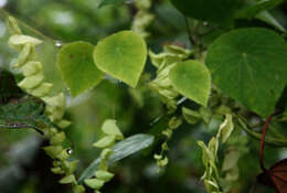 Image of Cissampelos tropaeolifolia DC.