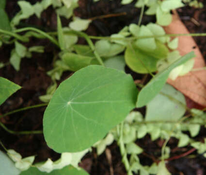 Image de Cissampelos tropaeolifolia DC.