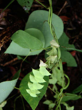 Image of Cissampelos tropaeolifolia DC.