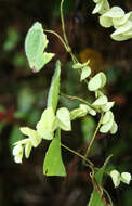 Image of Cissampelos tropaeolifolia DC.