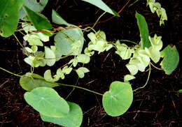 Image of Cissampelos tropaeolifolia DC.