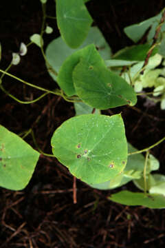 Image de Cissampelos tropaeolifolia DC.