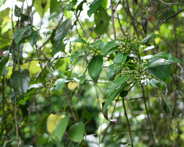 Imagem de Tournefortia glabra L.