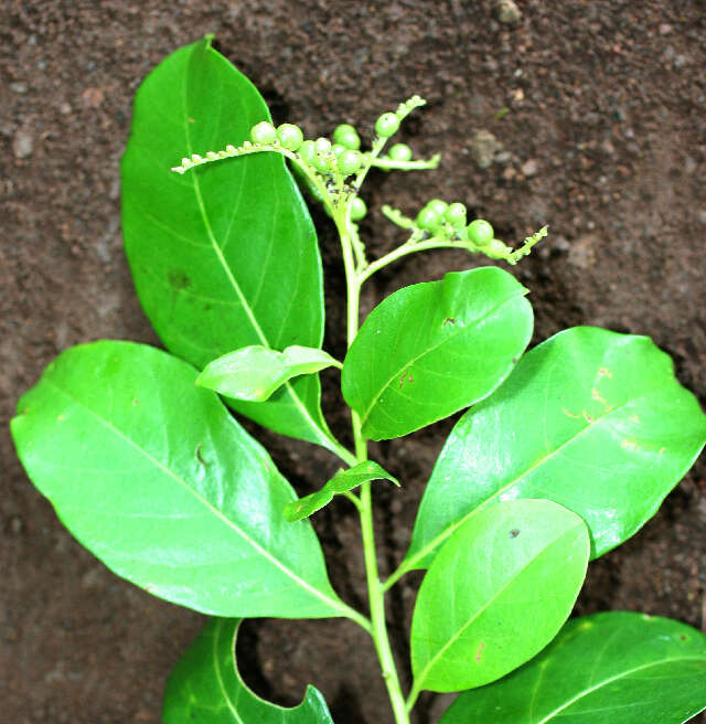 Imagem de Tournefortia glabra L.