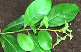 Imagem de Tournefortia glabra L.