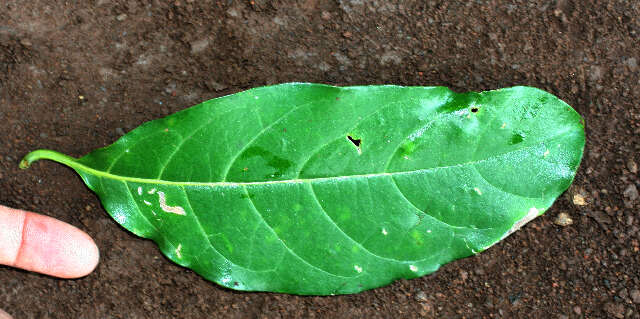 Imagem de Tournefortia glabra L.