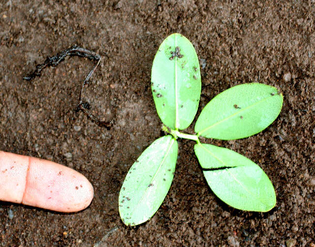 Image of pinto peanut