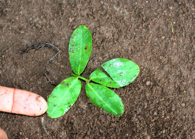 Image of pinto peanut