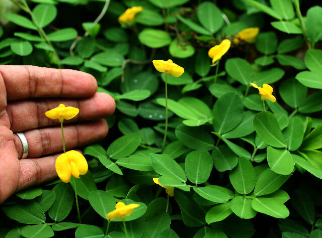 Image of pinto peanut