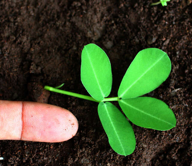 Image of pinto peanut