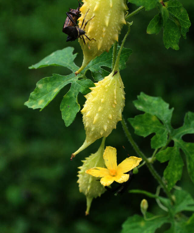 Image of balsampear