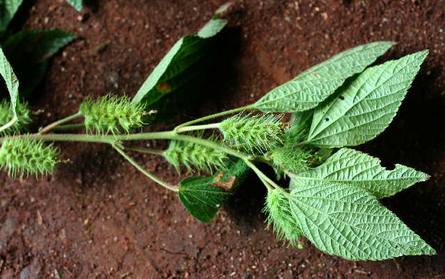 Image de Acalypha aristata Kunth