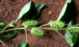 Image de Acalypha aristata Kunth