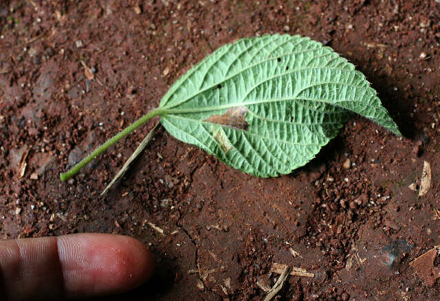 Image de Acalypha aristata Kunth