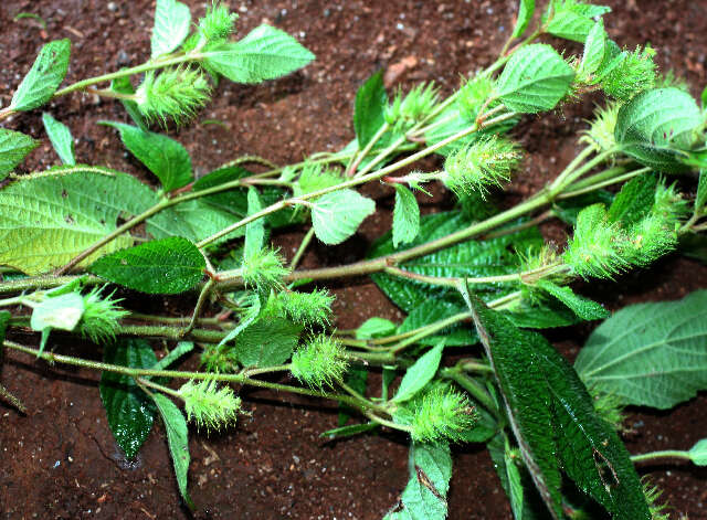 Image de Acalypha aristata Kunth