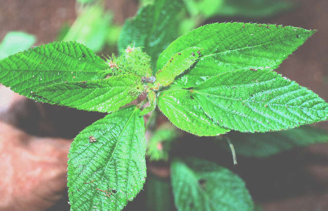 Image de Acalypha aristata Kunth