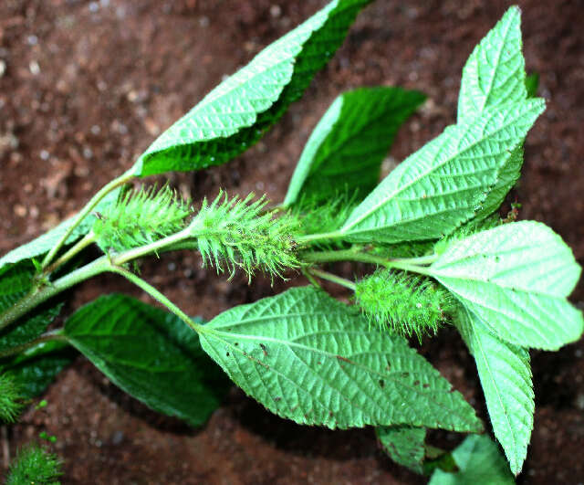 Image de Acalypha aristata Kunth