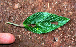 Image de Acalypha aristata Kunth