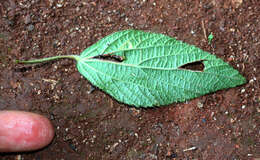 Image de Acalypha aristata Kunth