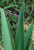 Image of beach spiderlily