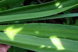 Image of beach spiderlily