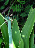 Image of beach spiderlily