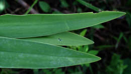 Image of spiderlily