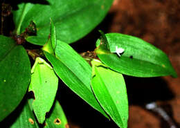 Image of Tradescantia