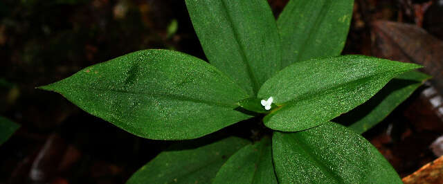 Image of Tradescantia