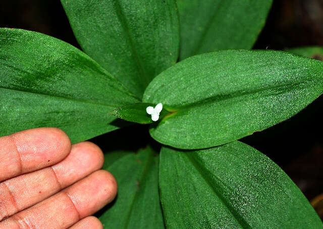 Image of Tradescantia