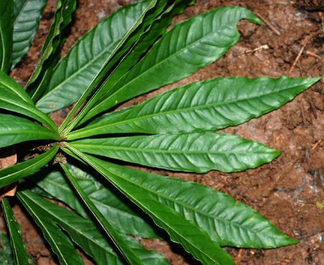 Plancia ëd Hymenandra calycosa (Hemsl.) J. J. Pipoly & J. M. Ricketson