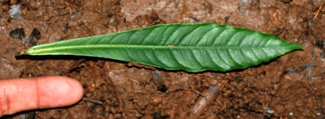 Plancia ëd Hymenandra calycosa (Hemsl.) J. J. Pipoly & J. M. Ricketson