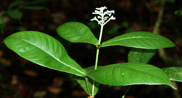 Image of Psychotria